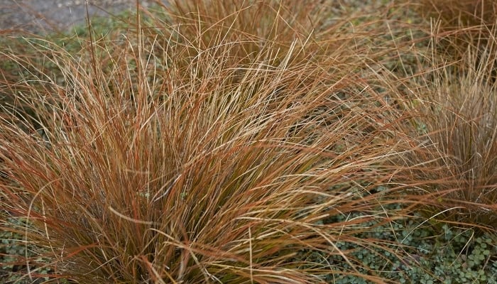 Several leatherleaf sedge plants growing in a garden.