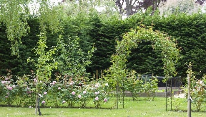 A hedge of large leylandii growing as a backdrop in a formal garden.