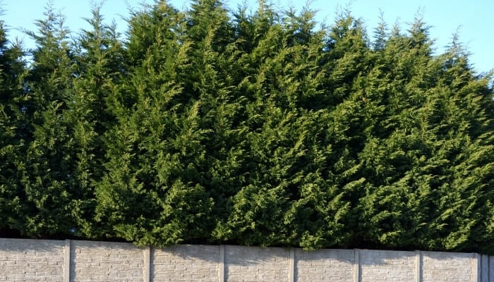 Tall leylandii trees growing behind a concrete retaining wall.