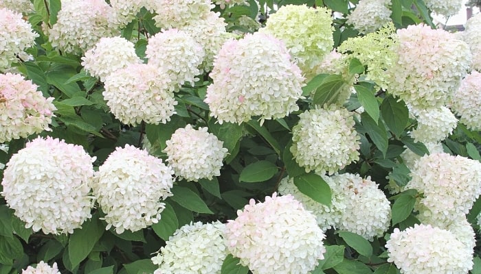 A limelight hydrangea bush sporting large, showy, white blooms.