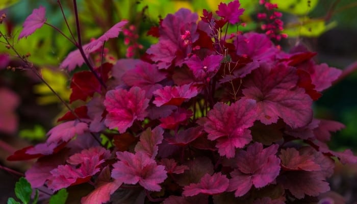 A thriving magenta coral bell plant.