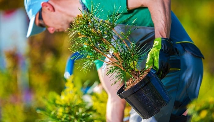 A man holding a potted evergreen in preparation for planting.