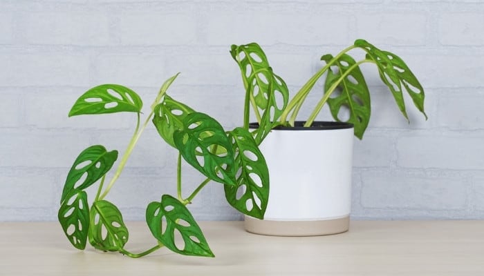 A Monstera obliqua in a white pot against a gray wall.