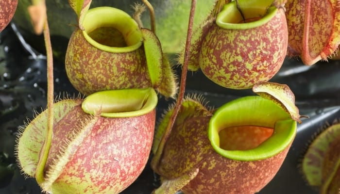 Pink-and-green cups of Nepenthes monkey cup plant.