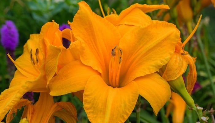 A close look at several orange daylilies in full bloom.