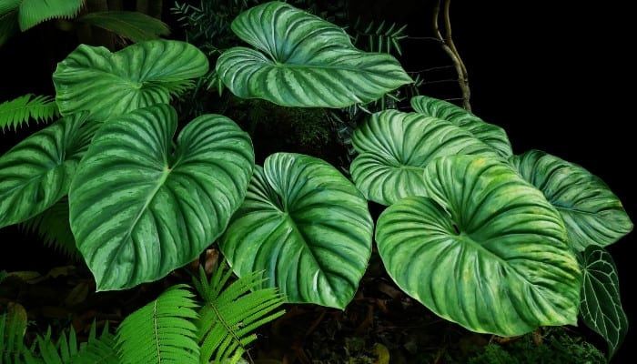 The large, bi-colored leaves of Philodendron Plowmanii.