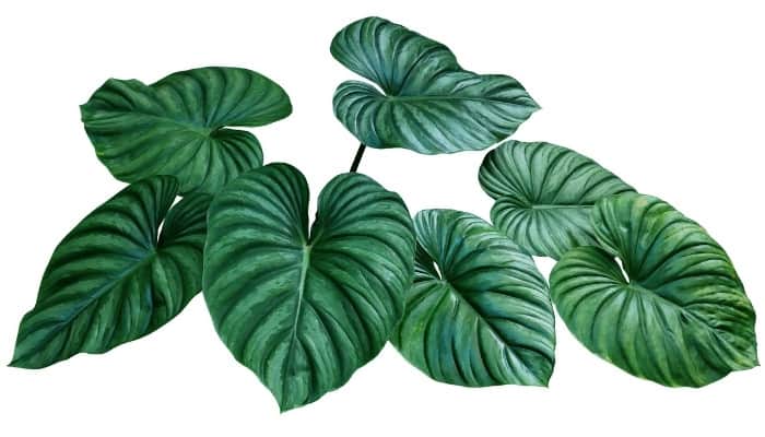 Philodendron Plowmanii leaves on a white background.