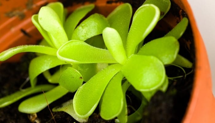 A butterwort plant, or Pinguicula sethos, growing in a brick-colored pot.