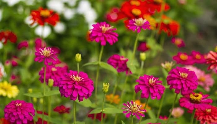 Red and pink zinnias blooming happily in a garden.