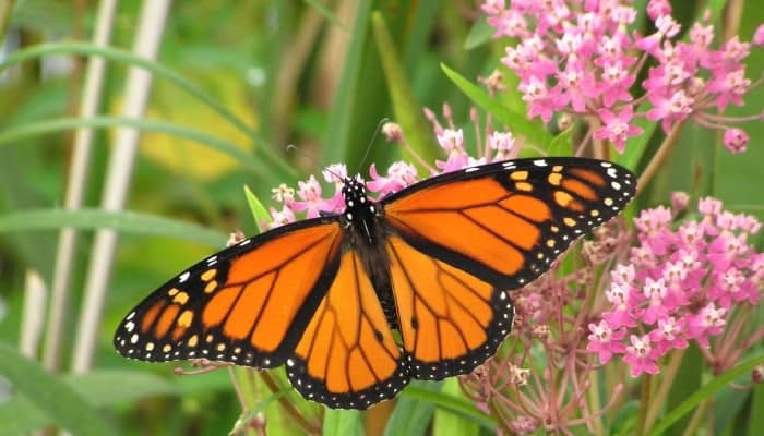 A monarch butterfly feeding on the nectar of a pink milkweed plant.