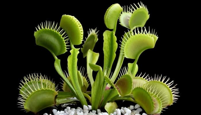 A potted Venus fly trap against a black background.