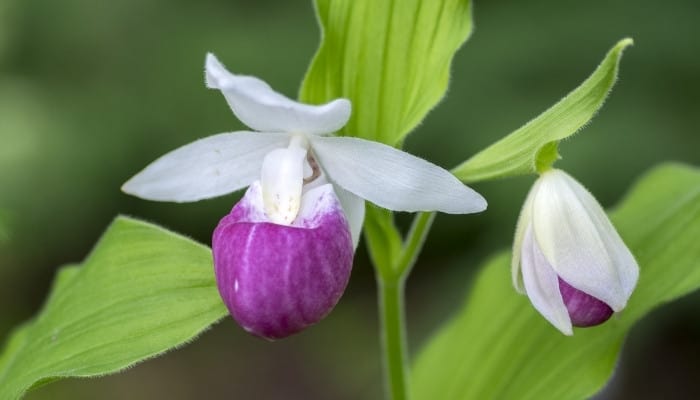 Two Queen's Lady's Slipper Orchid (Cypripedium reginae) blooms.