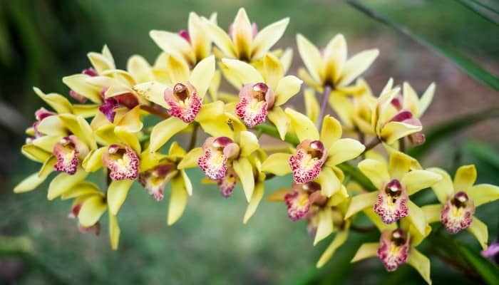 A lovely group of rare yellow cattleya orchids.