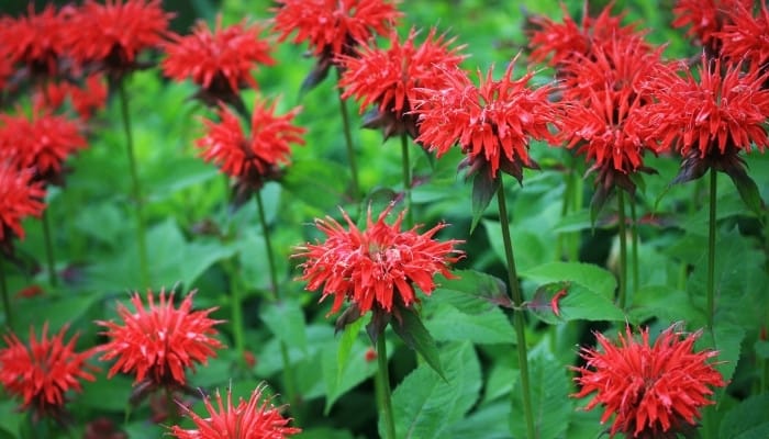 The bright red, showy flowers of bee balm.