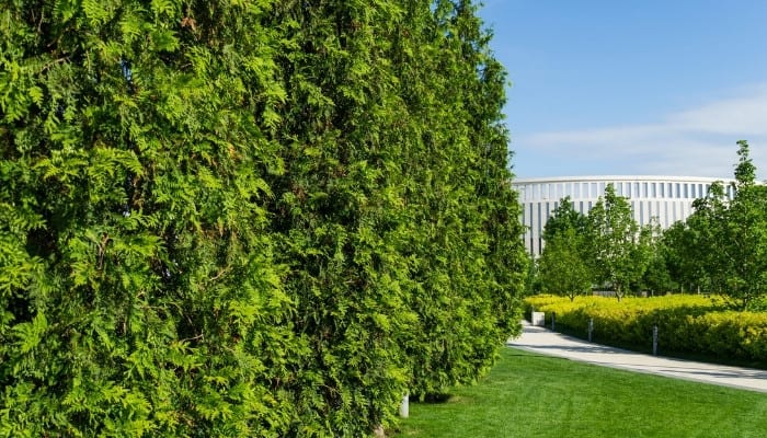 A stately row of Thuja Green Giant trees in a formal garden.