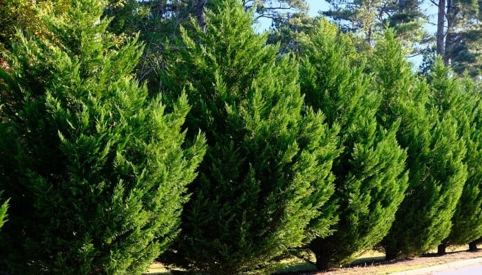 A stately row of leylandii trees lining a street.