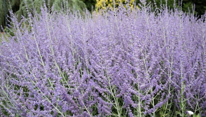 Long, purple flowers covering a Russian sage plant.