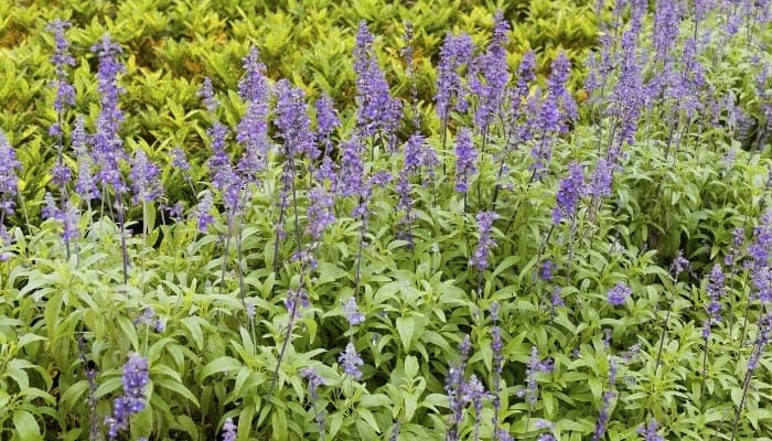 Blooming common sage in the garden.