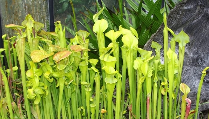 Yellow pitcher plants, or Sarracenia flava, growing in the wild.