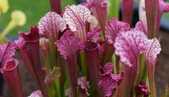 A lovely cluster of Sarracenia purpurea growing wild.