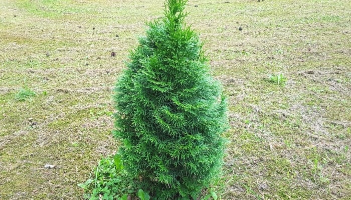 A single, small, recently planted Thuja Green Giant tree.