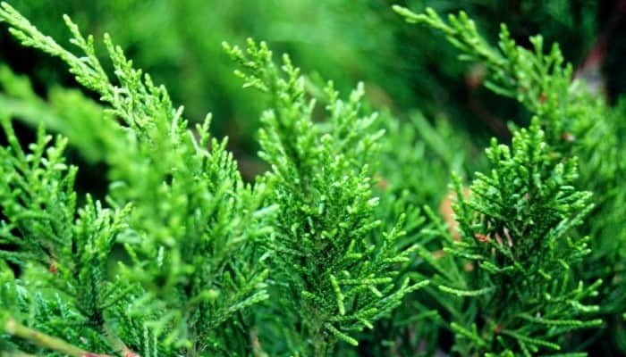 A close look at a branch of the Thuja Green Giant tree.