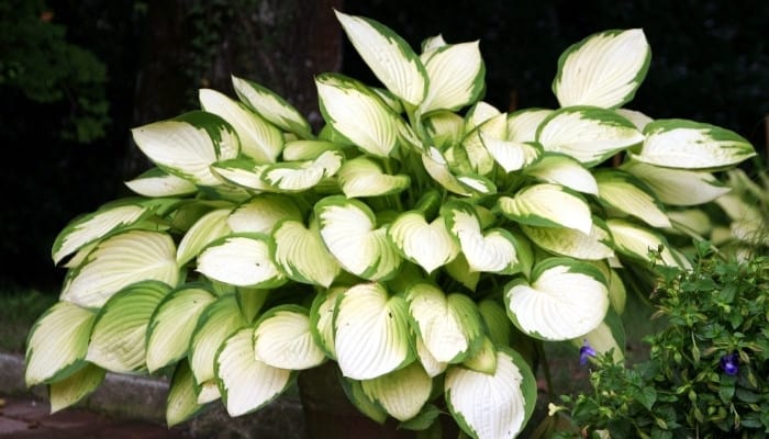 A large variegated hosta plant in a planter on a porch.