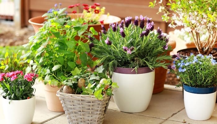 A variety of different plants in a container garden.