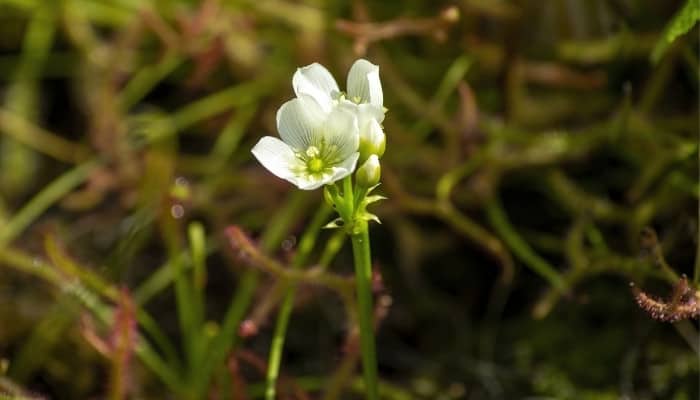 venus flytrap flower