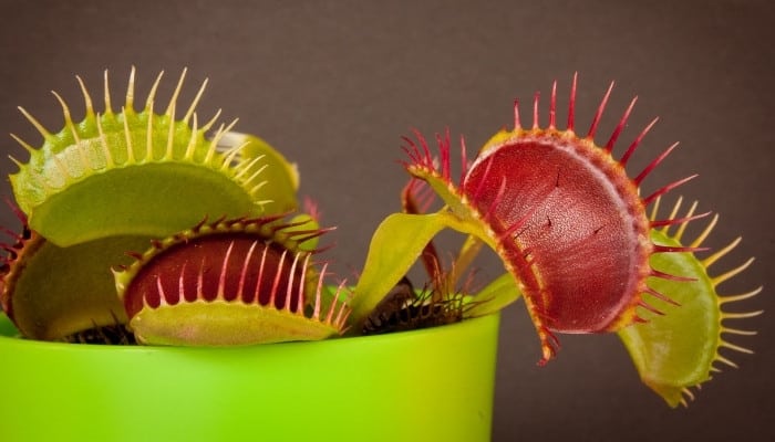 A very healthy Venus flytrap planted in a light-green container set against a brown background.