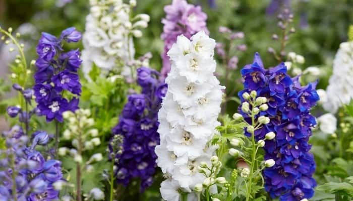 Multiple larkspur blooms in white, blue, and purple.