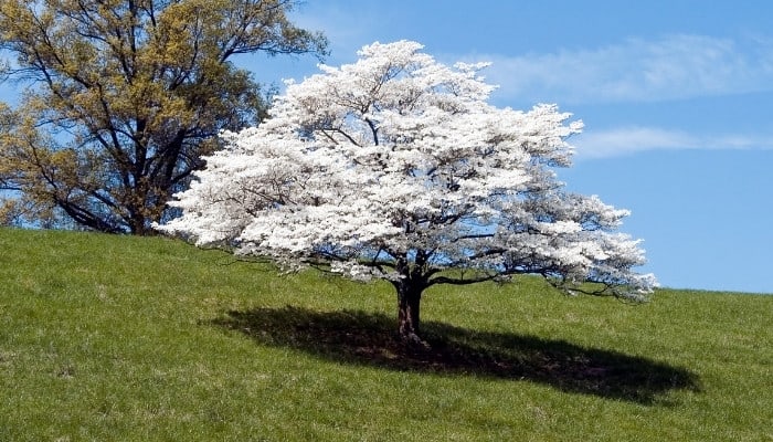 A mature white dogwood tree in full bloom on a hillside.