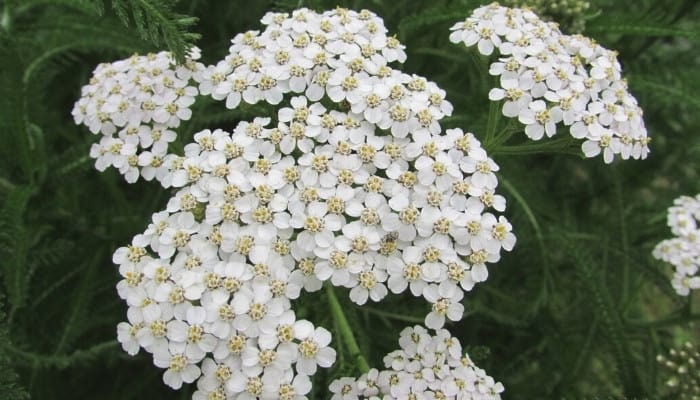 The white, daisy-like flowers of the yarrow plant.