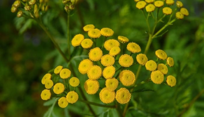 Yellow tansy flowers up close with blurred greenery in the background.