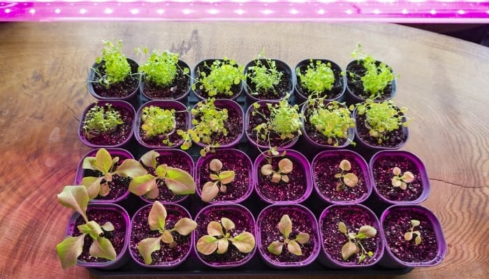 24 seedlings on a wood table underneath a strip of grow lights.