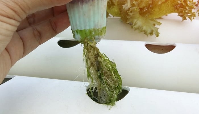 A hydroponic lettuce plant with algae growth on pot and roots.