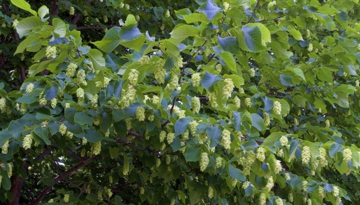 Close look at the branches and flowers of the American hornbeam tree.