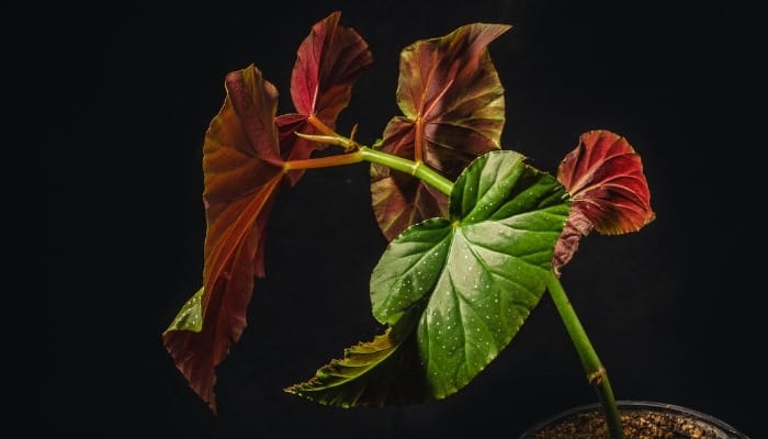 An angel wing cane begonia against a black background.