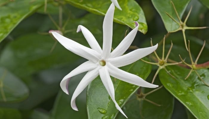 A single white flower of the angel wing jasmine plant.