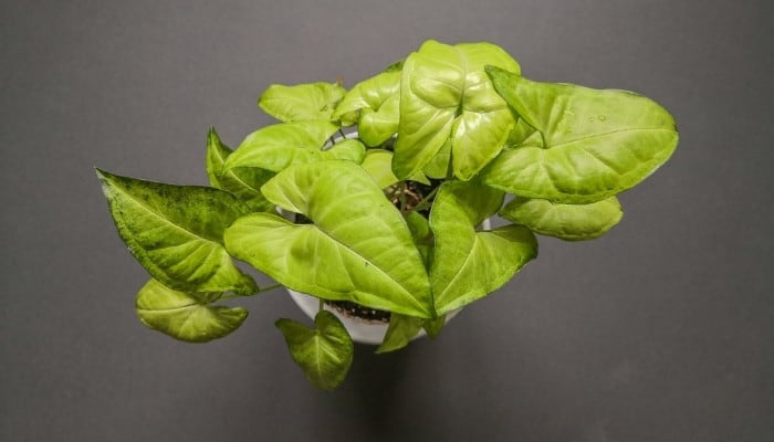 View from above of an arrowhead vine in pot.