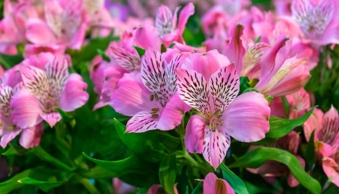 Pink Alstroemeria flowers and foliage.