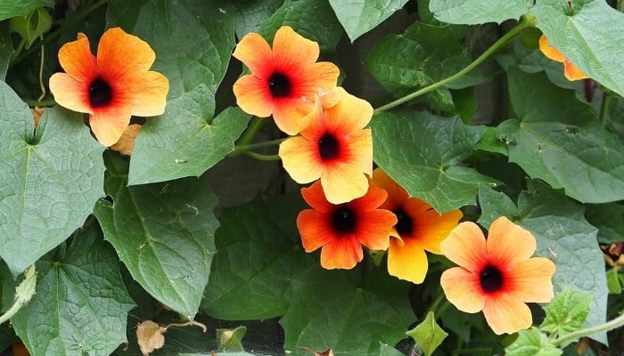 Orange flowers on a black-eyed Susan vine (Thunbergia alata)