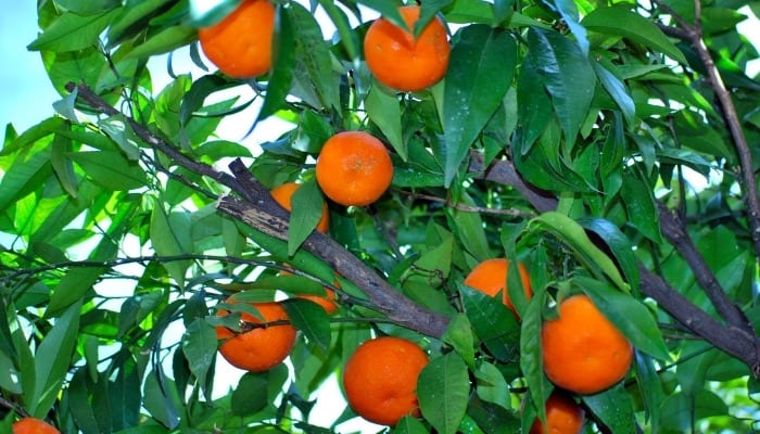 Blood oranges growing on a healthy tree.