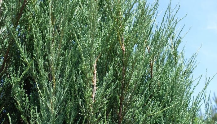 Upright, bluish foliage of the Blue Arrow Juniper.