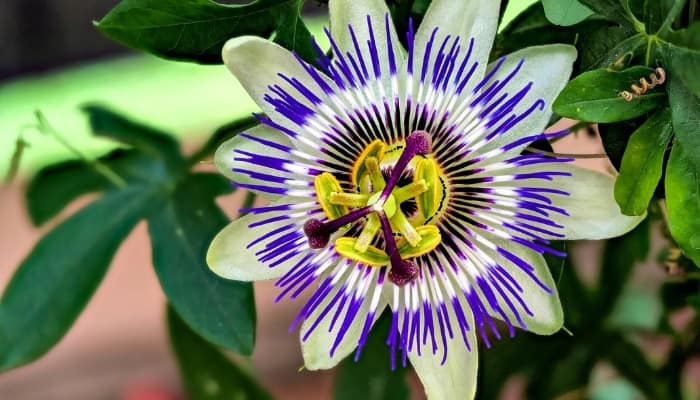 A stunning blue and white passionflower.