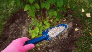 Using 15-15-15 Fertilizer: Guide to Why, When, Where & How