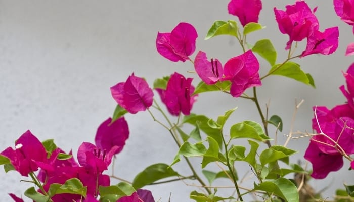 Bright pink flowers on a Bougainvillea plant.