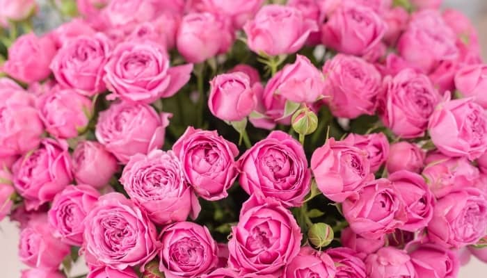 A large bouquet of exquisite pink roses.