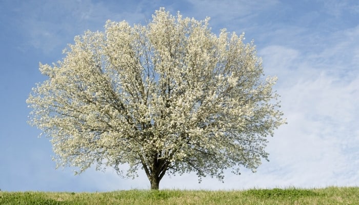 A Bradford pear tree in full bloom.