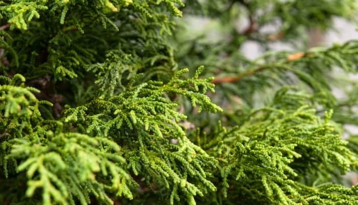 A close look at the branches of a cedar tree.